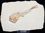 Scombroclupea Fossil Fish - Cretaceous #9949-1